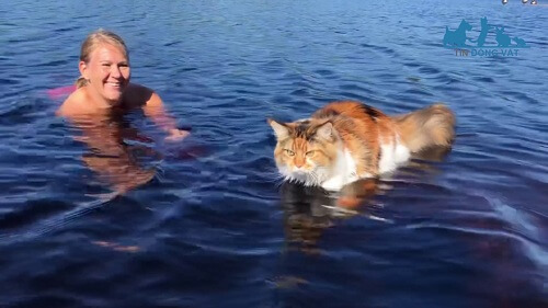 giống mèo không sợ nước