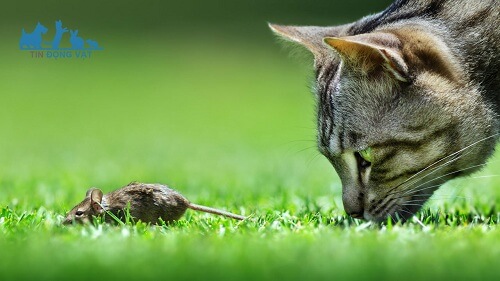 cách ngăn mèo ăn thịt chuột