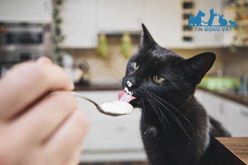 mèo ăn sữa chua có sao không
