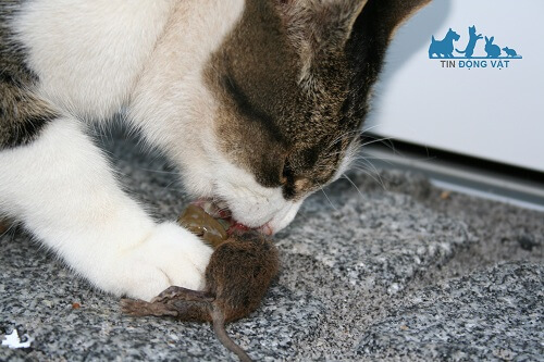 mèo ăn thịt chuột có sao không