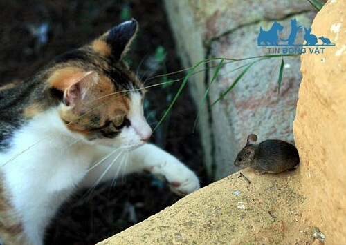 mèo có ăn chuột thật không