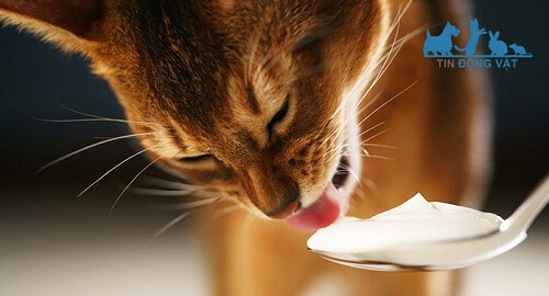 mèo ăn được sữa chua không