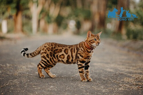Mèo Bengal lông ngắn