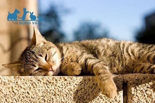 Vì sao mèo thích tắm nắng? Có nên cho mèo sưởi nắng không?