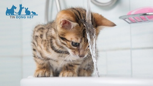 vì sao mèo thích nghịch vòi nước