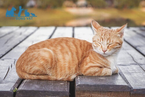 mèo lông màu cam chủ yếu là giống đực
