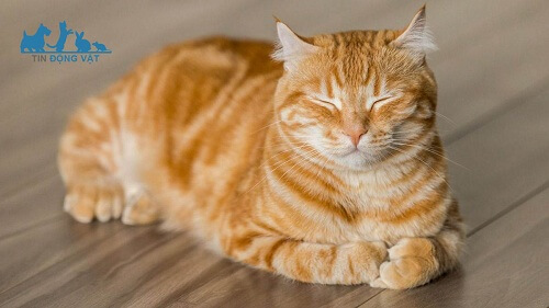 tỷ lệ mèo màu cái màu cam sẽ ít hơn đực