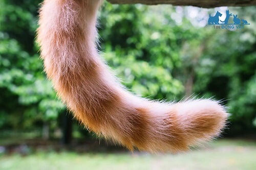 độ dài trung bình của đuôi mèo