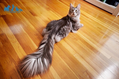 mèo maine coon đuôi dài nhất