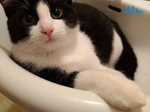 mèo mặt cu nằm trong chậu rửa mặt