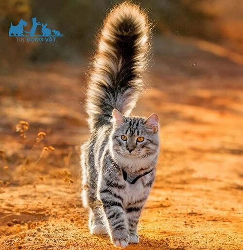 mèo siberian đuôi dài
