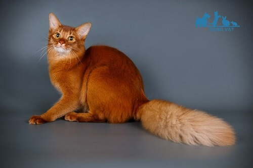 mèo đuôi dài somali