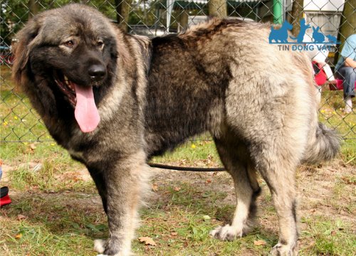 Chó Ngao Nga Caucasian Ovcharka