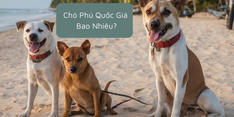 Chó Phú Quốc Giá Bao Nhiêu?