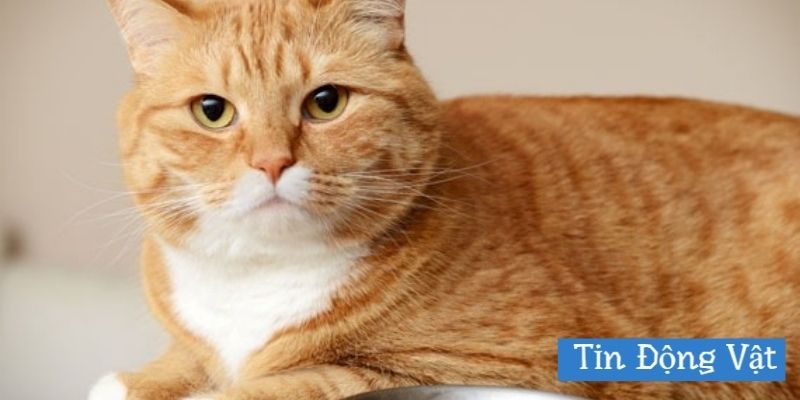 Điều trị mèo nôn ra dịch vàng như thế nào?