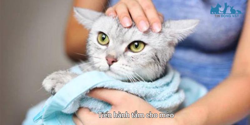 Tiến hành tắm cho mèo