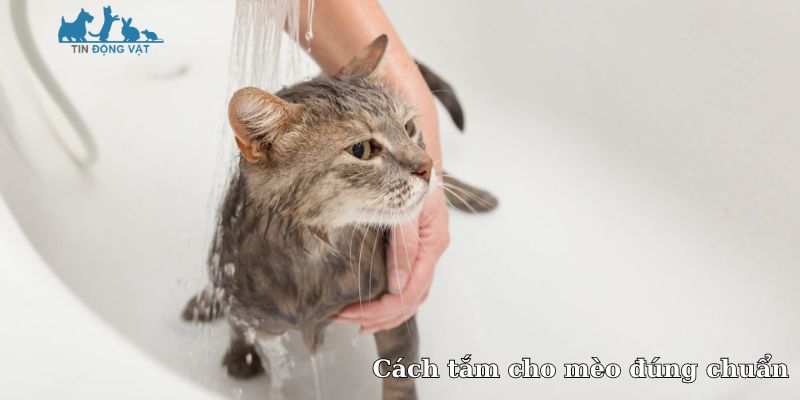 Cách tắm cho mèo đúng chuẩn