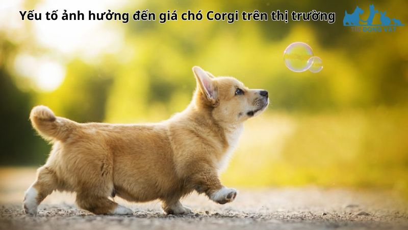Yếu tố ảnh hưởng đến giá chó Corgi trên thị trường