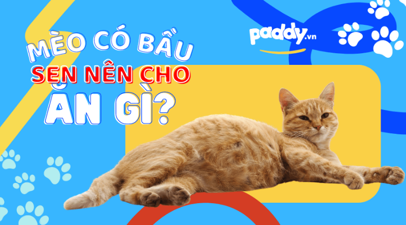 Mèo mang bầu ăn nhiều hơn