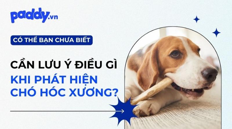 Bác sĩ thú y kiểm tra chó con