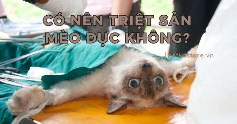 Bác sĩ thú y triệt sản mèo đực