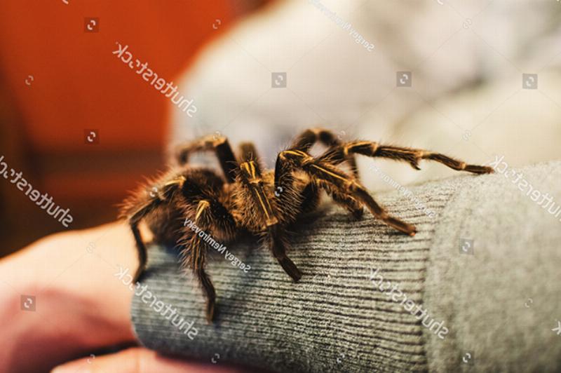 Bị Nhện Tarantula Cắn Xử Lý