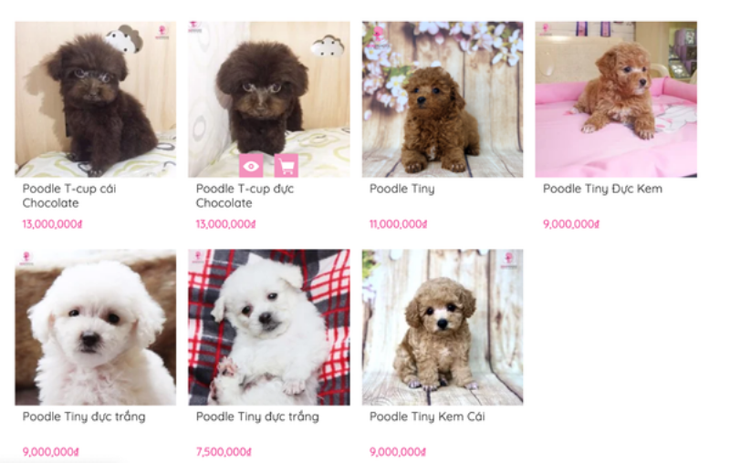 Các bước cắt lông chó poodle