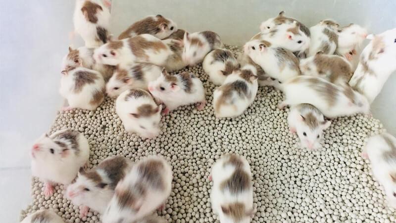 Các Giống Hamster Phổ Biến