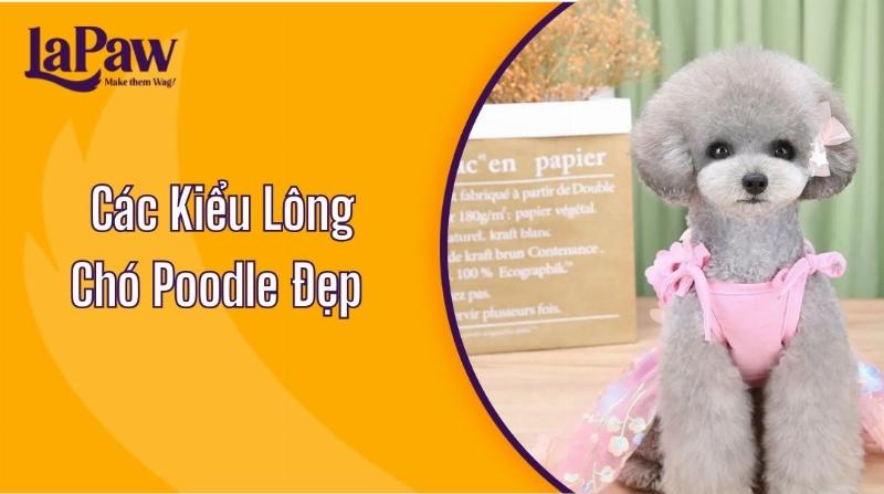 Các kiểu cắt lông poodle hiện đại