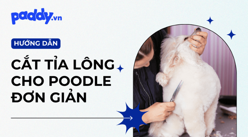 Các kiểu cắt lông poodle kinh điển