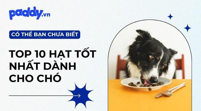 Các loại hạt an toàn cho chó