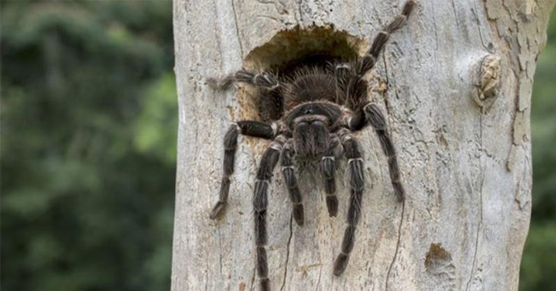 Các Loài Nhện Tarantula Phổ Biến