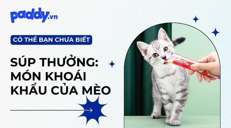 Các loại súp thưởng khác cho mèo