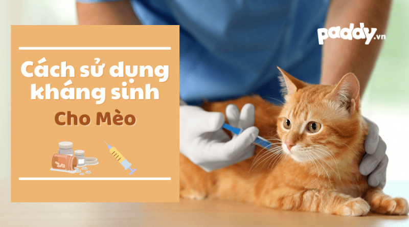 Các loại thuốc kháng sinh cho mèo