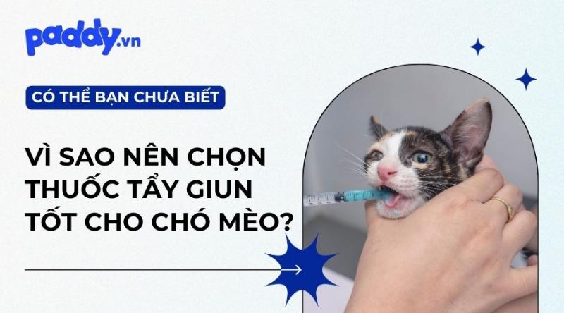 Các loại thuốc tẩy giun cho mèo con