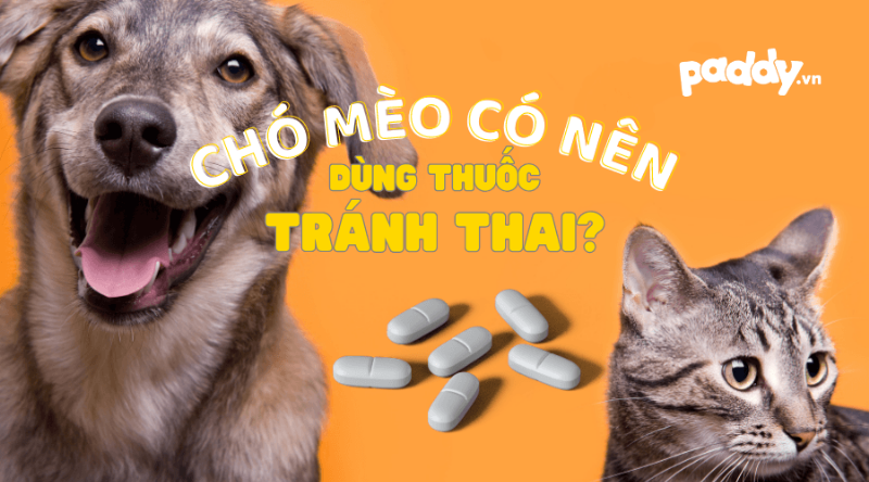 Các phương pháp tìm kiếm tiệm thuốc thú y