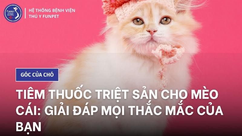 Cấy ghép triệt sản mèo cái