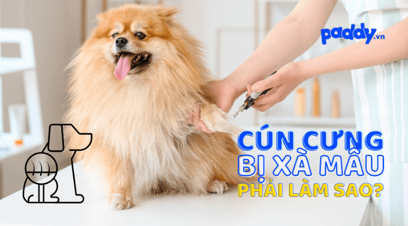 Chăm Sóc Chó Bị Xà Mâu