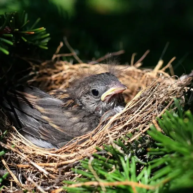 Chăm sóc cu gáy để có giọng hót hay