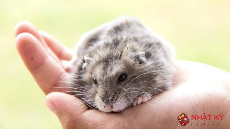 Chăm sóc Hamster bị sưng bộ phận sinh dục