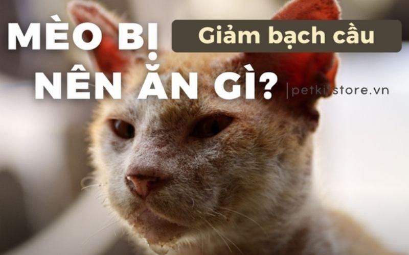 Chăm sóc mèo bị bạch cầu