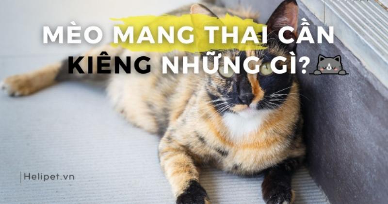 Chăm sóc mèo mang thai: Dinh dưỡng và môi trường sống