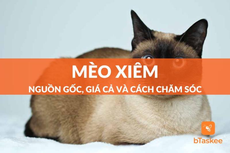 Chăm sóc mèo Xiêm tại nhà