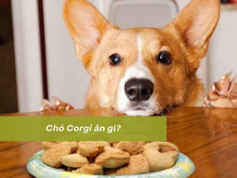 Chế độ dinh dưỡng cho chó Corgi trưởng thành