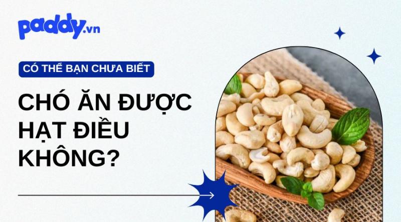 Chó ăn hạt điều vừa phải