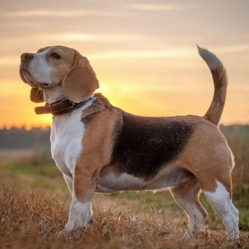 Chó Beagle năng động ngoài trời