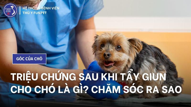 Chó Bị Tiêu Chảy Sau Khi Tẩy Giun