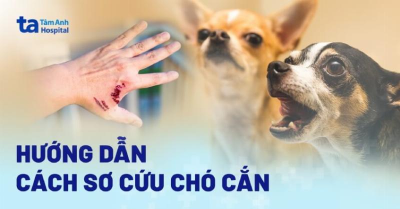 Chó Cần Được Khám Bác Sĩ Thú Y