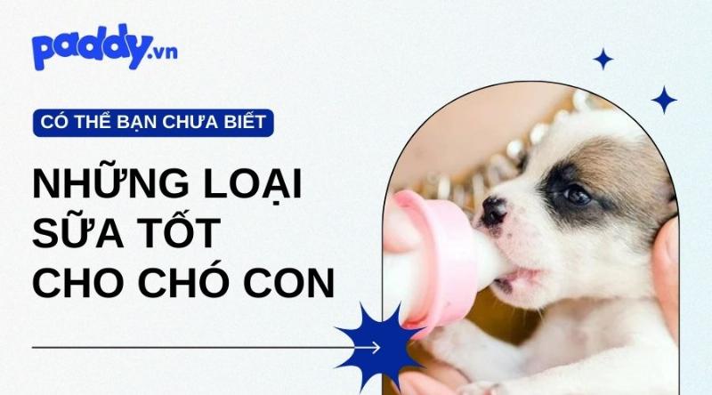 Chó con 1 tháng tuổi đang bú sữa mẹ