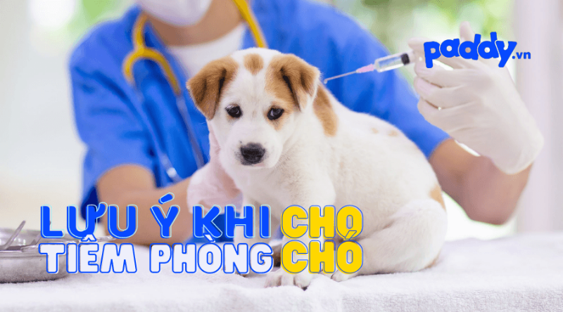 Chó con mới sinh và tiêm phòng